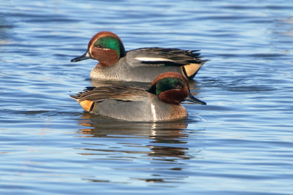 Green winged Teal comparison.jpg